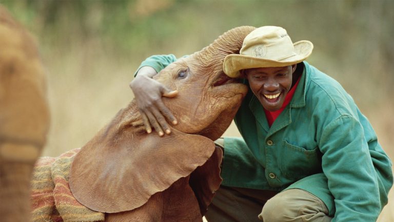 orphaned elephant David Sheldrick Trust