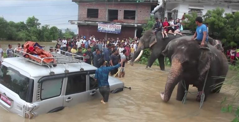 elephants save tourists in floods