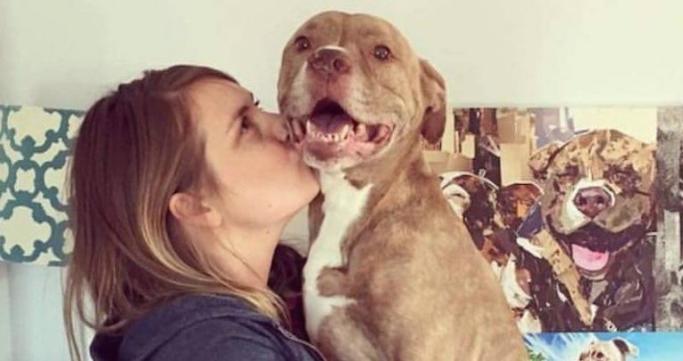 Fifty The Two-Legged Pit Bull Who Was An Inspiration To Dog Lovers Everywhere Has Passed Away