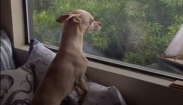Dog Gets A Loving Forever Home, But He Runs Away To Find His Foster Mom