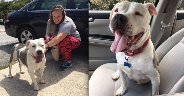 Pit Bull With Terminal Cancer Finally Knows Love After Being Taken In By Foster Mom
