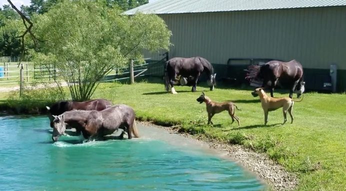 great danes watch horses swimming