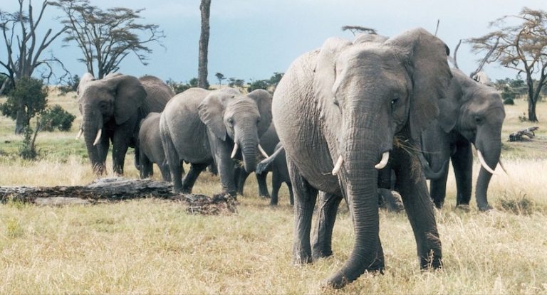 Big Game Hunter Trampled To Death By Elephant He Was Out To Kill