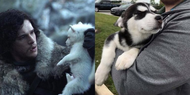 Fans Of ‘Game Of Thrones’ Are Getting Huskies Only To Abandon Them