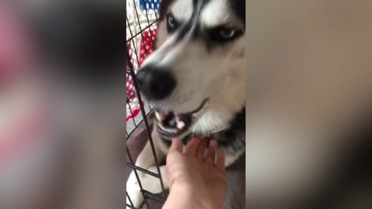 husky won't take medicine