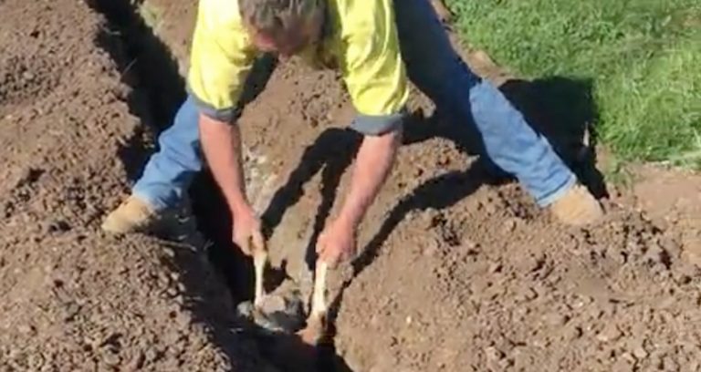 Kangaroo rescued from ditch