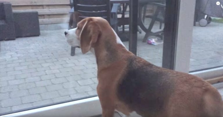 Beagle Can’t Wait To Meet His New Little Sister For The First Time