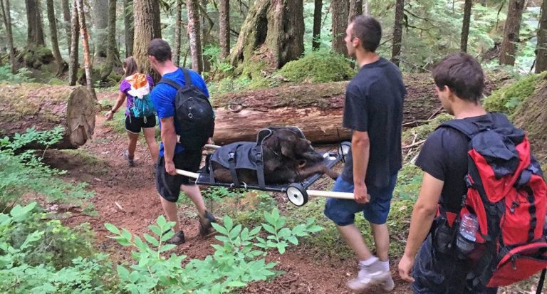 Hikers Rescue Injured Dog Stuck On Mountain For 4 Days After Owner Posts Plea On Facebook