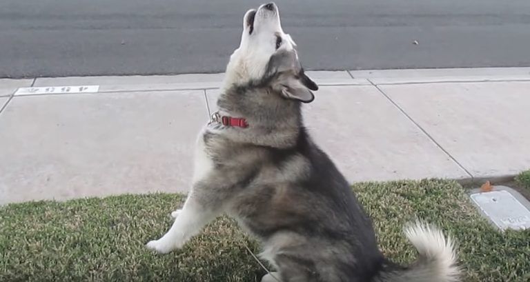 dog howls when sees ice cream truck