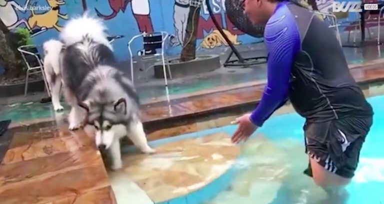 Alaskan Malamute Overcomes His Fear Of Water And Takes His First Swim In Pool
