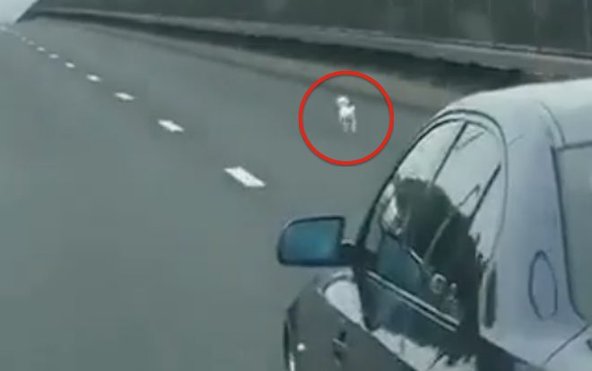 Kind Man Chases After Dog In Traffic When No One Else Would