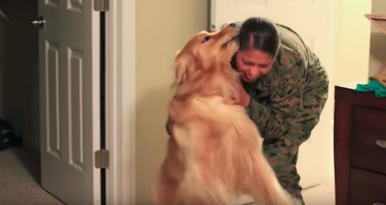 Adorable Golden Retriever Reunites With Marine Mom