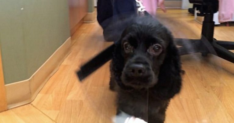 Previously Blind And Stray Cocker Spaniel Sees Her Owners For The Very First Time After Surgery
