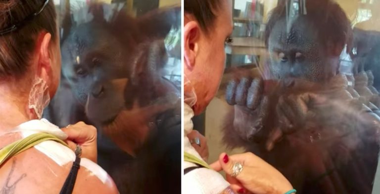 orangutan wants to see woman's burn scars