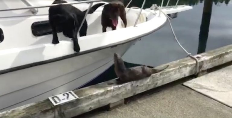 otter wants to play with dogs