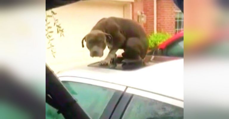 Shivering, Frightened Pit Bull Trapped On Flooded Car Finally Rescued After 2 Days