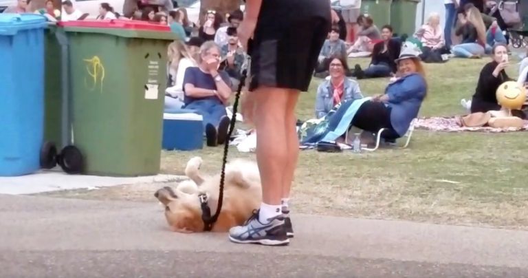 Dog Plops Down So She Can Stay At The Park And Captures Everyone’s Attention