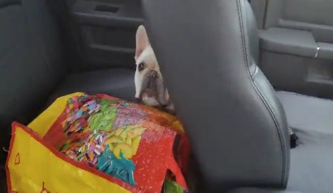 french bulldog saved from hot car
