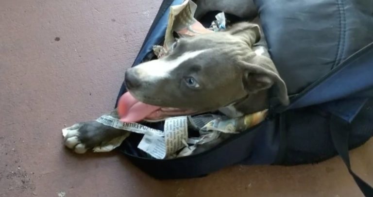 puppy abandoned in backpack