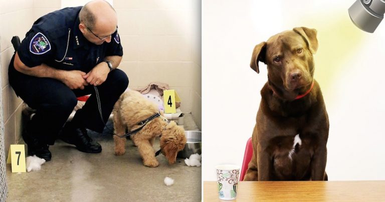 Animal shelter detective story