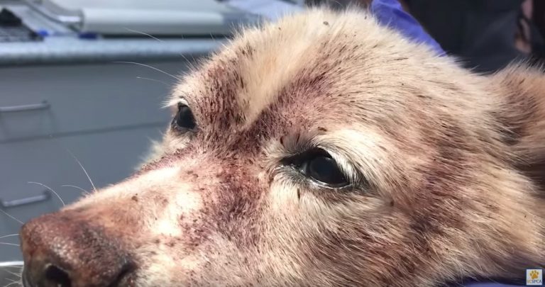 Dog Who Lost 85% of His Blood To Horrific Flea Infestation Saved By Transfusion
