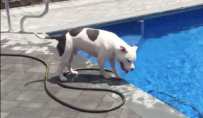 remo the dog