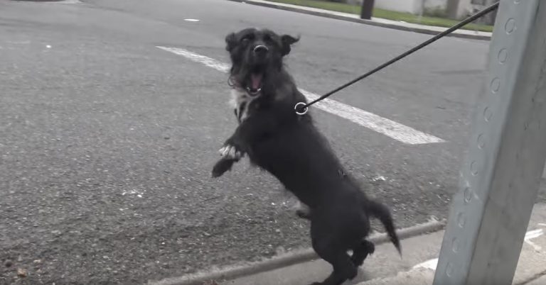Abandoned Dog Gets Hit By A Car And Then Tries To Escape From Rescuers