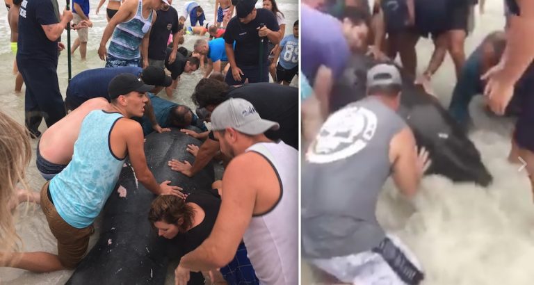 stranded manatees rescued