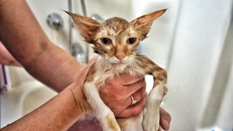 Paralyzed Kitten Walks Again Thanks To His Fighting Spirit