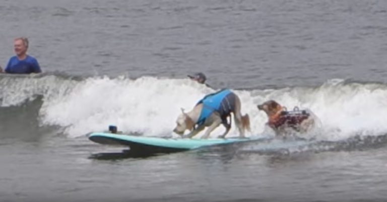 Surfing Dogs Are About To Collide When One Dog Pulls Off Epic Move