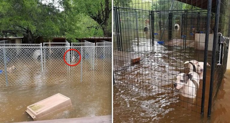 Animal Rescue Desperately Pleas For Help To Save Trapped Dogs