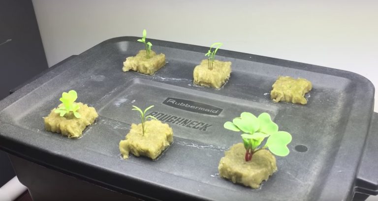 grow salad in tote