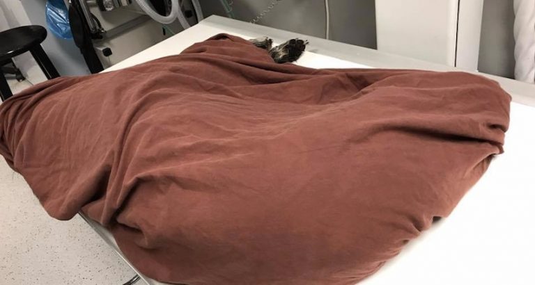 Heartbroken Veterinarian Posts Photo Of Dog Who Died In Hot Car