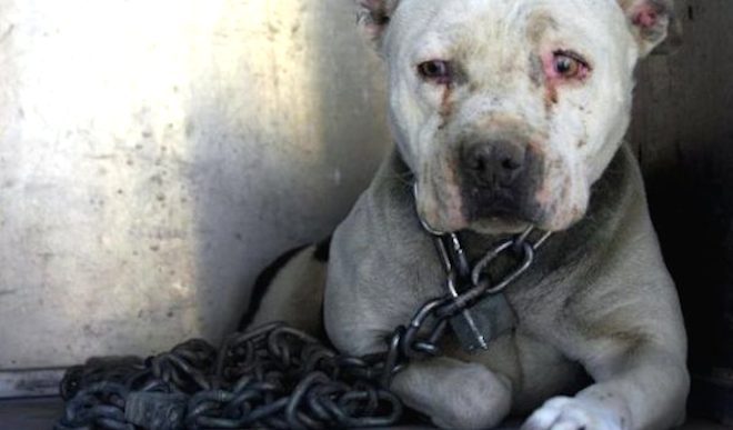 Dog Who Had Spent Years With Heavy Chain Around Her Neck Has Adorable ‘Superpower’