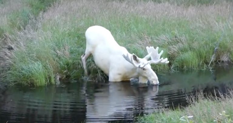 rare white moose