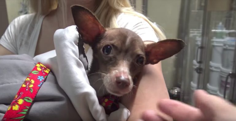 chihuahua rescued by Hope For Paws