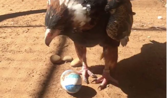 buzzard with egg