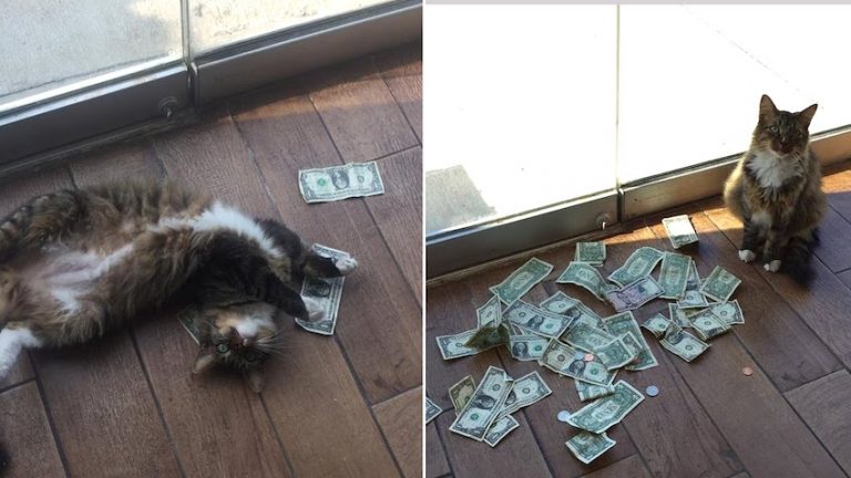 Cash-Grabbing Kitty Steals Money From Strangers And Gives It To Homeless