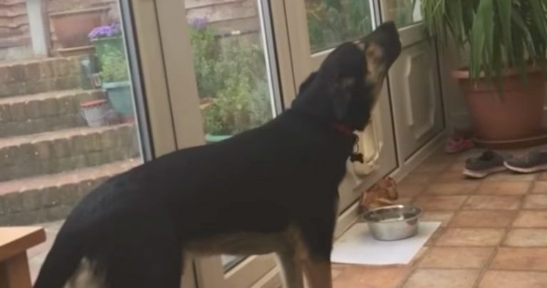 Rescue Dog Demonstrates Her Beautiful Singing Voice