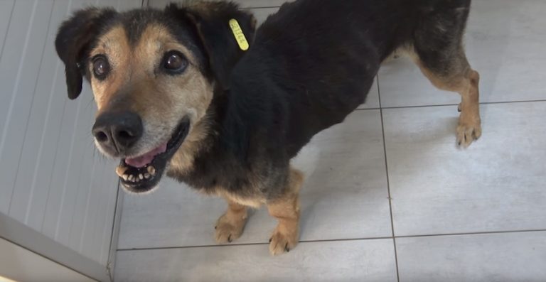Senior Dog Found Starving At Shelter Has Waited 8 Years To Be Saved