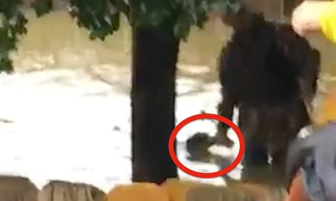 dog treads water for 3 days