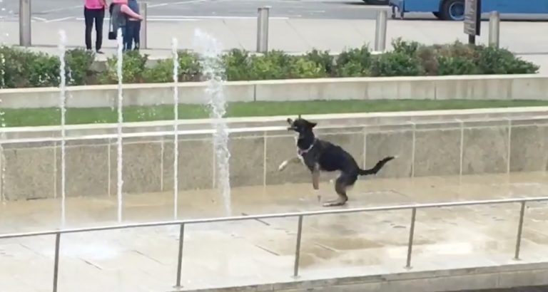 Happiest Dog Ever Plays In Water Fountain