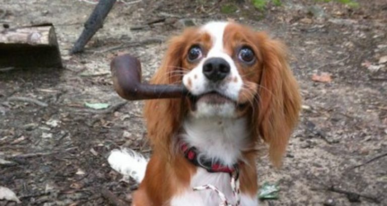 20 Dogs Who Surprised Their Humans With Funny Gifts