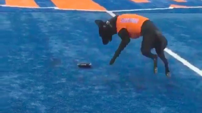 Dog Super Excited To Retrieve Kickoff Tee At Football Game