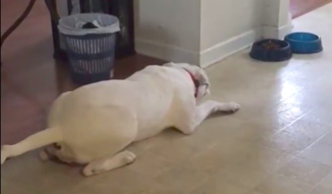 dog complains that he didn't get gravy