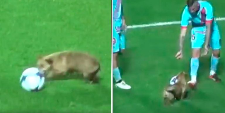 Stray Dog Adorably Brings Soccer Match To A Halt To Play Fetch