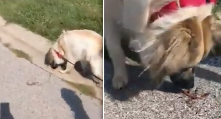 dog rescues earthworms