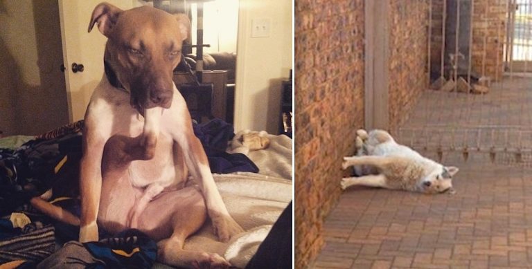 20 Dogs Doing Weird Things