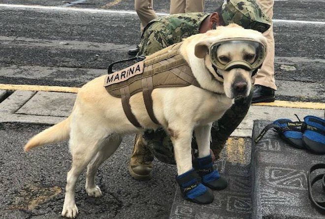 Frida the dog