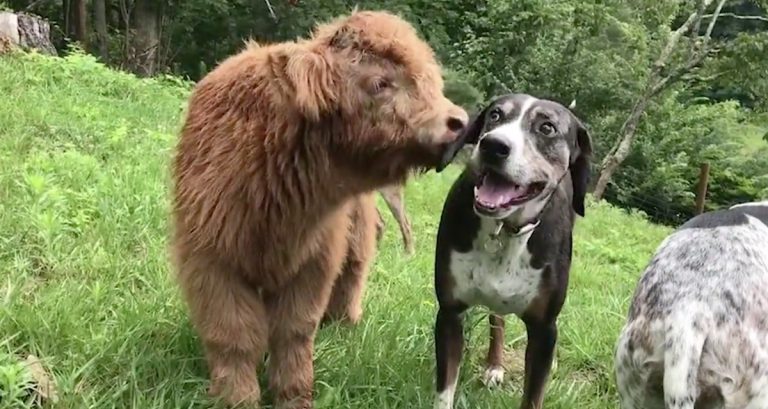 highland calf and dog